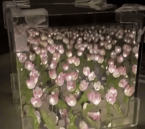 cubo de tulipanes infinitos-detalle