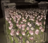 cubo de tulipanes infinitos-detalle